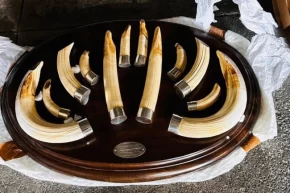 Trabzonda yaban hayatı kaçakçılığı... 19 kargo ele geçirildi