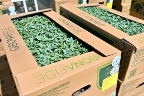 Manisa Gördeste üreticinin yüzü güldü... Fideler bereketli toprakla buluşuyor