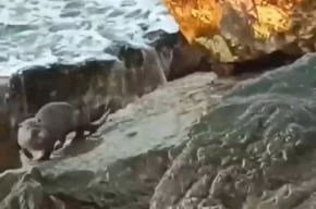 Düzce Akçakoca da su samuru görüntülendi