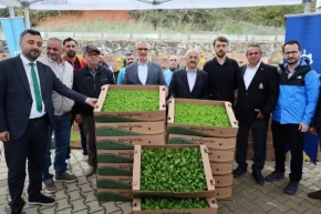 Kocaelide çiftçilere sebze fidesi desteği