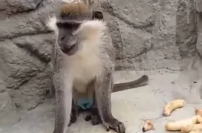 Denizlide fırtınadan kaçan maymun yeniden korumaya alındı