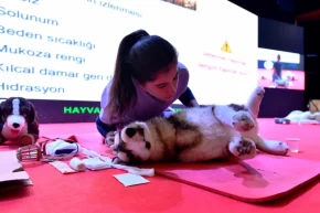 Başkentte sokak hayvanlarına kapsamlı destek