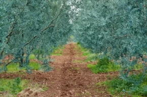 Eskişehirde Dorlion Zeytinyağı kalitesini ödüllerle tescilledi