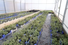 Antalyada keçiboynuzu üreticisine fidan desteği