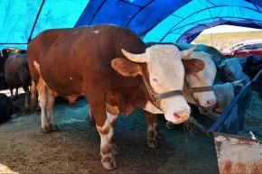 Ankara Keçiörende kurban satış alanı başvuruları başlıyor