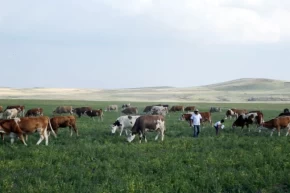 Kars Anide meralar yasaklandı mı Açıklama geldi