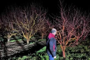 Zirai don alarmı Ekipler sahada