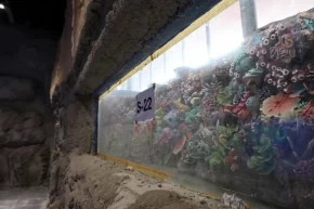 Kocaeli akvaryum için geri sayım başladı... 30 farklı akvaryum eşsiz gezi yaşatacak