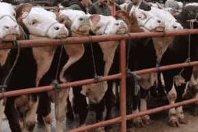 Balıkesir Gönende hayvan pazarlarına şap tedbiri