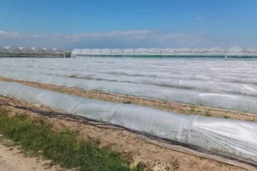 Mersinde marul tarlada kaldı iddiasına yalanlama