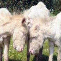 Eşek sütüyle şifa arayışı