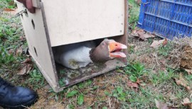 Kdz.Ereğlide kaz dövüşüne jandarma baskını