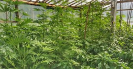 Gökçebeyde jandarma yakaladı, savcı serbest bıraktı